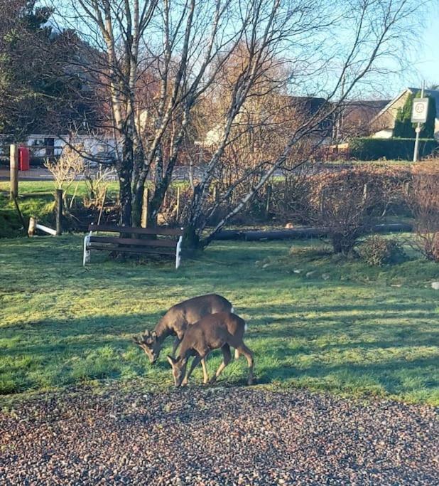 Roe Deer Cottage Near Glencoe 威廉堡 外观 照片
