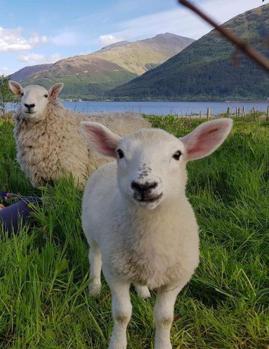 Roe Deer Cottage Near Glencoe 威廉堡 外观 照片
